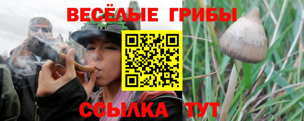 Псилоцибиновые грибы прущие грибы Сунжа